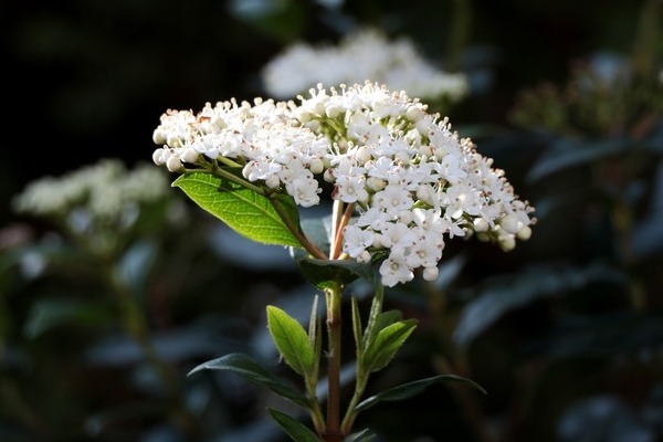 424_1Linksssviburnum-tinus-4958283_1280.jpg